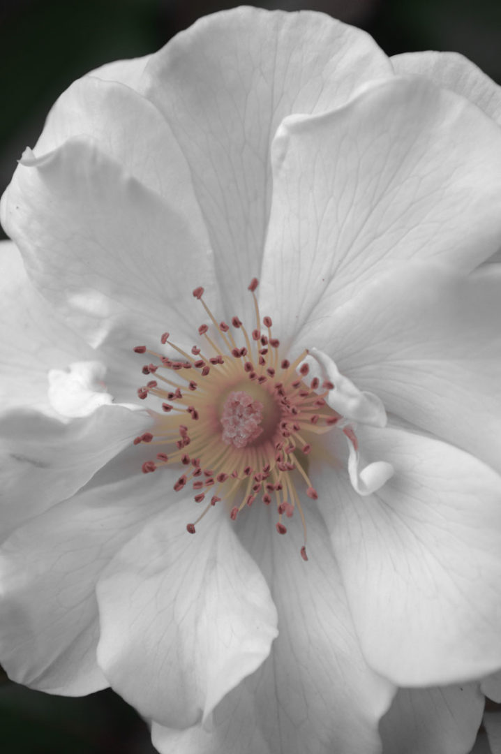 Large Floral Photography Print White Flower Art - Photo Ink on Fine Art