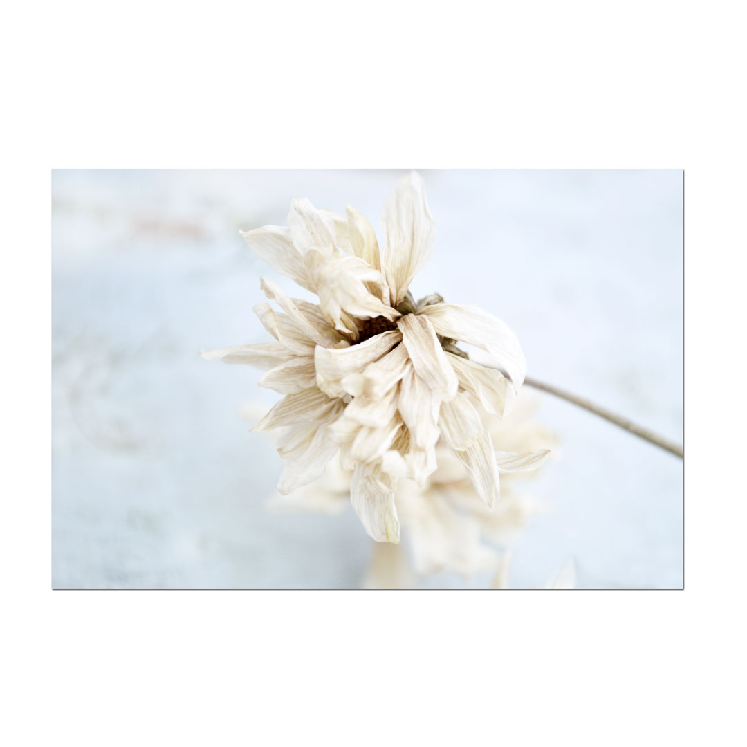 Dried Flowers Still Life White Flora 29